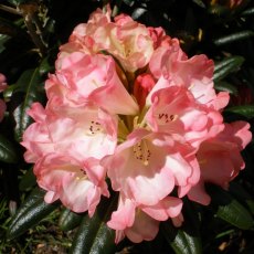 Rhododendron Silver Skies