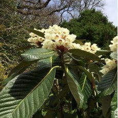 Rhododendron sinogrande AGM Rhododendron sinogrande AGM