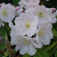 Rhododendron Sir Charles Butler