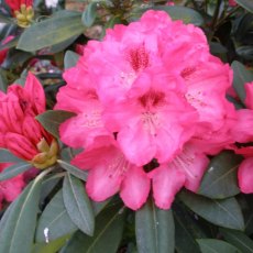 Rhododendron Sneezy AGM