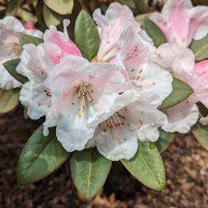 Rhododendron Special Dane