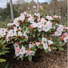Rhododendron Special Dane