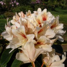 Rhododendron Starbright Champagne