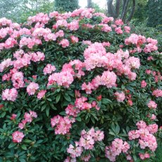 Rhododendron Surrey Heath