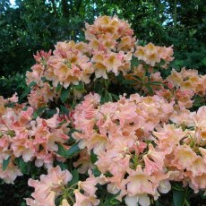 Rhododendron Terracotta