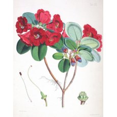 Rhododendron thomsonii