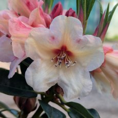 Rhododendron Tidbit  AGM