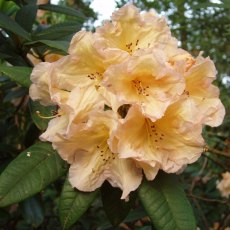 Rhododendron Tortoiseshell Champagne  AGM