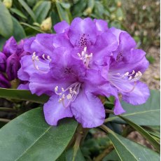 Rhododendron True Blue