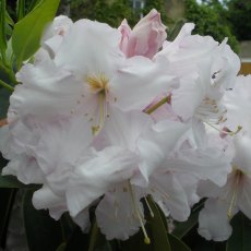 Rhododendron Van Nes Sensation