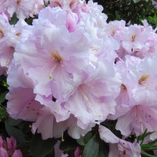 Rhododendron Van Nes Sensation