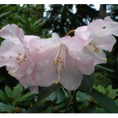 Rhododendron Veryan Bay