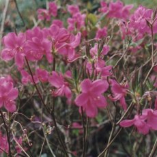 Deciduous Azalea albrechtii