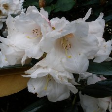 Rhododendron Wanna Bee