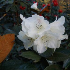 Rhododendron wasonii