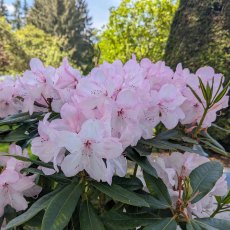 Rhododendron White Pearl