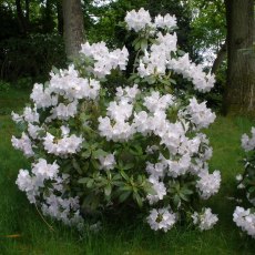 Rhododendron White Swan