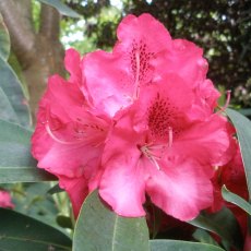 Rhododendron Wilgen's Ruby