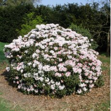 Rhododendron wiltonii  AGM