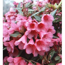 Rhododendron Winsome  AGM