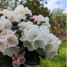 Rhododendron yakushimanum 'Koichiro Wada' AGM