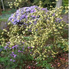 Rhododendron Yellow Hammer  AGM