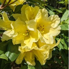 Rhododendron Yellow Petticoats