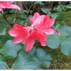 Deciduous Azalea amagianum