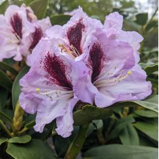 Rhododendron Maroon Sappho