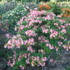 Deciduous Azalea Antilope AGM