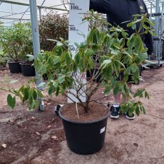 Rhododendron Onsloweanum - Open Ground Plant
