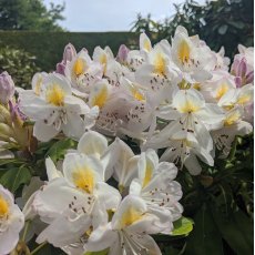 Rhododendron Onsloweanum - Open Ground Plant