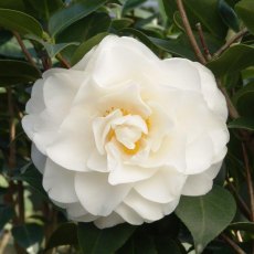 Camellia japonica 'Swan Lake'