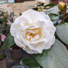 Camellia japonica 'Swan Lake'