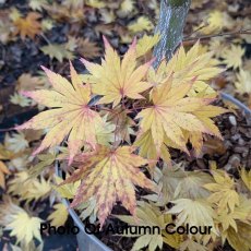 Acer shirasawanum 'Jordan'