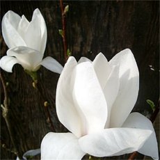 Magnolia soulangeana 'Alba Superba'