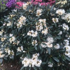 Rhododendron Rexima