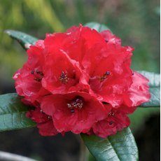 Rhododendron arboreum albotomentosum KW 21976