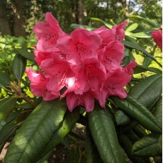 Rhododendron Europa  EX7694