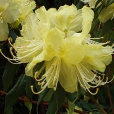 Rhododendron lutescens