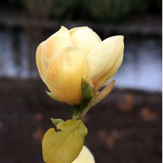 Magnolia Honey Tulip Magnolia Honey Tulip