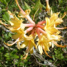 Deciduous Azalea austrinum