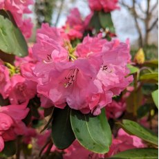 Rhododendron Rosalind