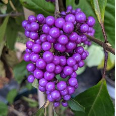 Callicarpa bodinieri Profusion AGM