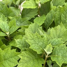 Hydrangea quercifolia Alice