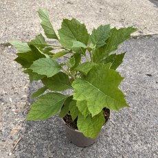 Hydrangea quercifolia Alice