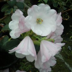 Rhododendron yuefengense