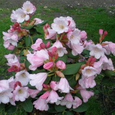 Rhododendron yuefengense