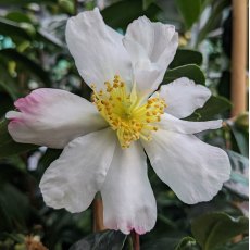 Camellia sasanqua 'Alba'