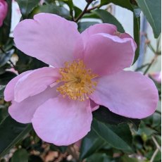 Camellia sasanqua 'Plantation Pink' AGM
